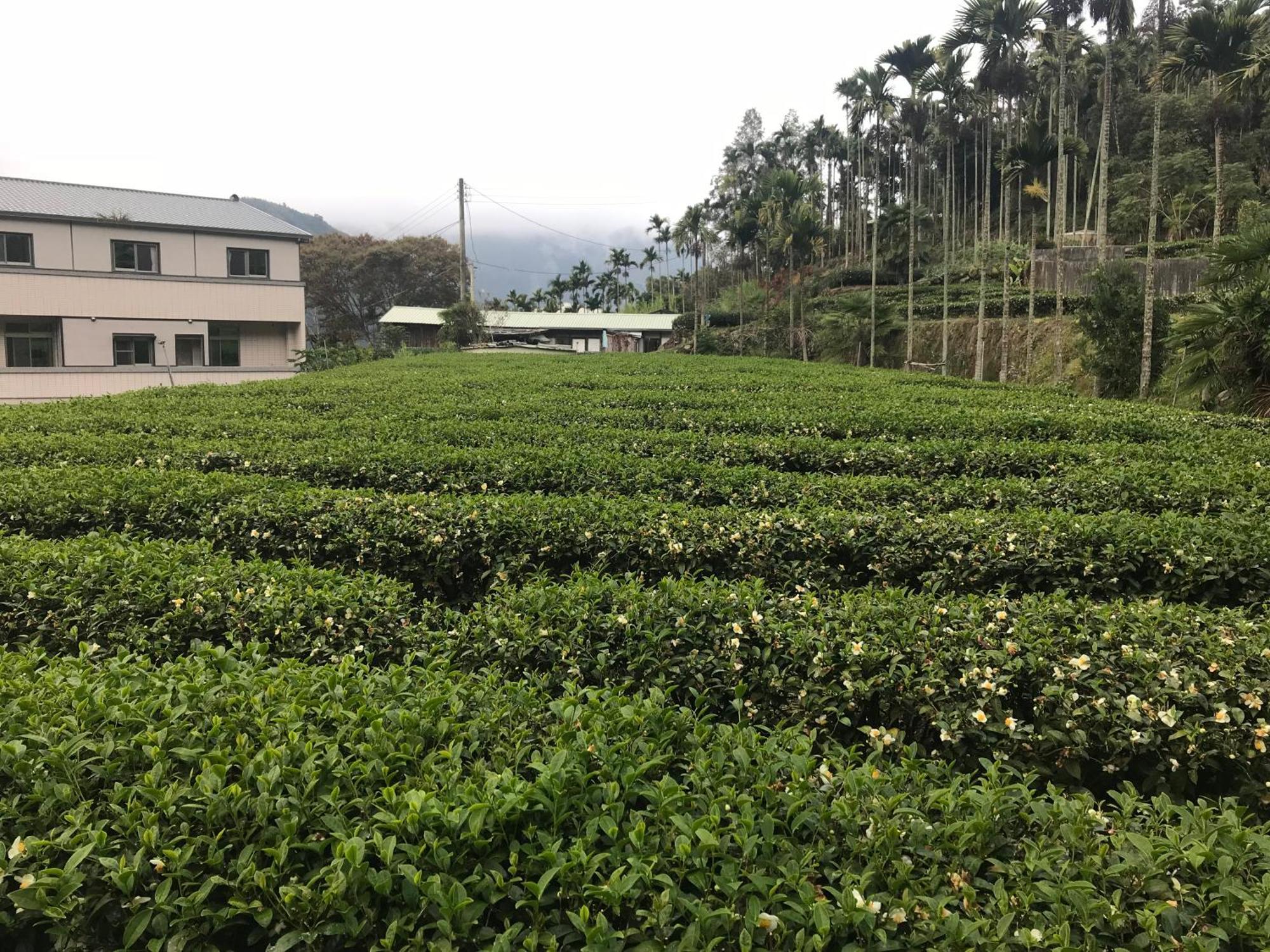 Apartamento De Ren Tea Gardens Meishan Exterior foto