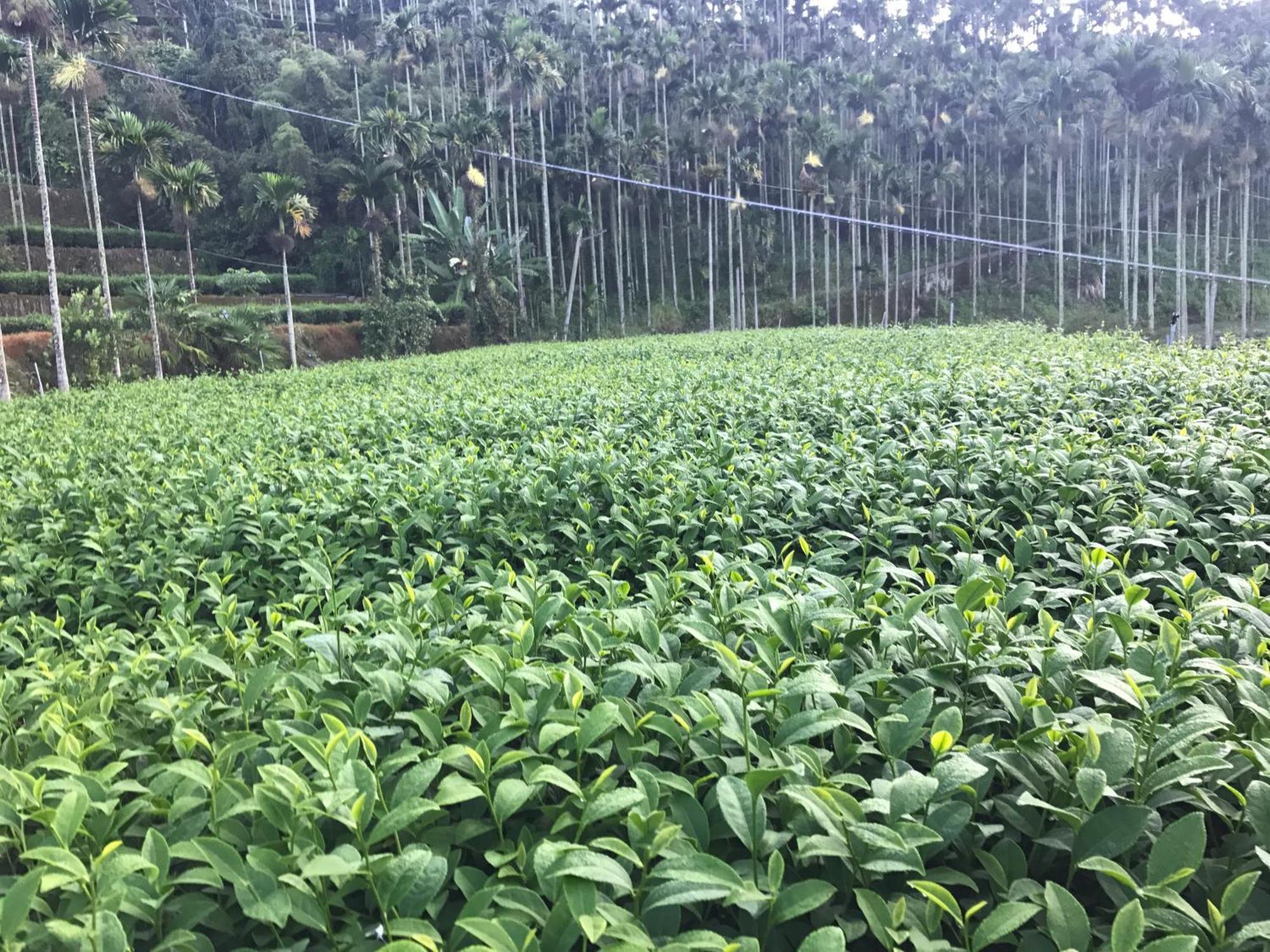 Apartamento De Ren Tea Gardens Meishan Exterior foto