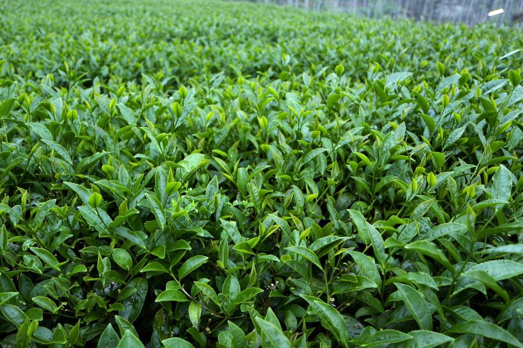Apartamento De Ren Tea Gardens Meishan Exterior foto